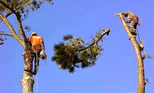 Hemet Tree Services