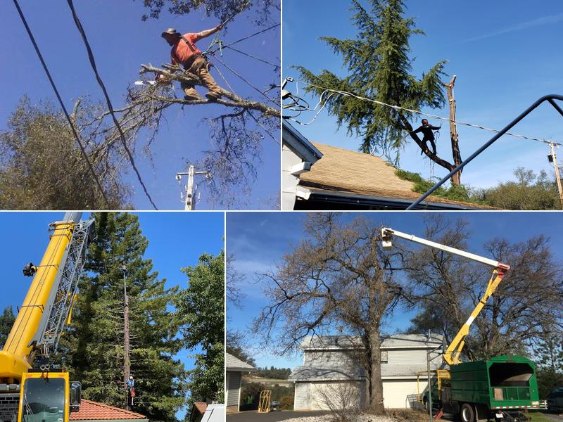Timmerman Tree Service