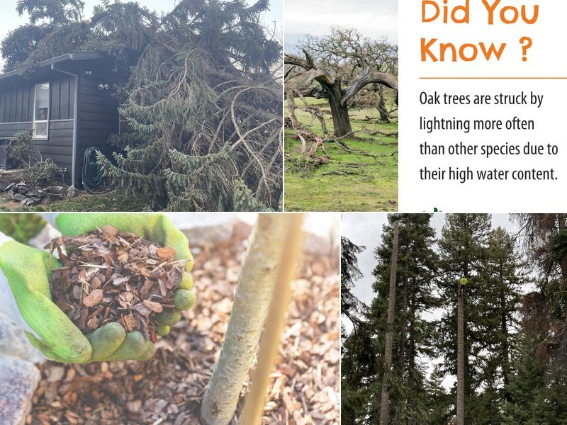 Advanced Tree Service & Landscaping