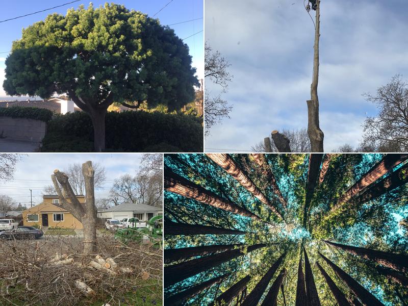 Tree Service Pro Vallejo