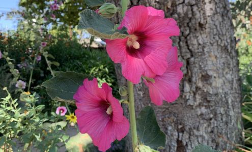 Goin' Native Therapeutic Gardens