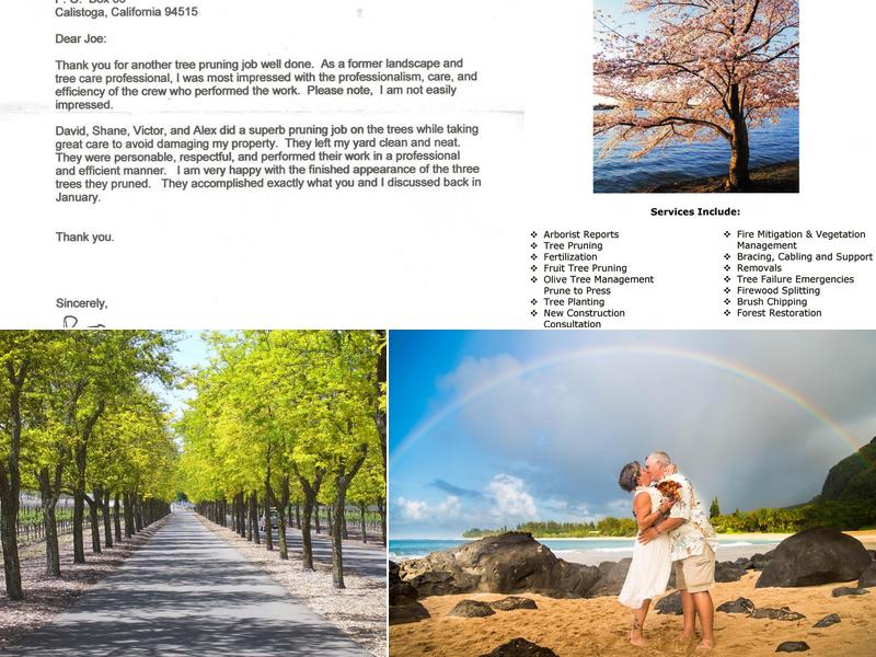 Joe Branum Tree Care