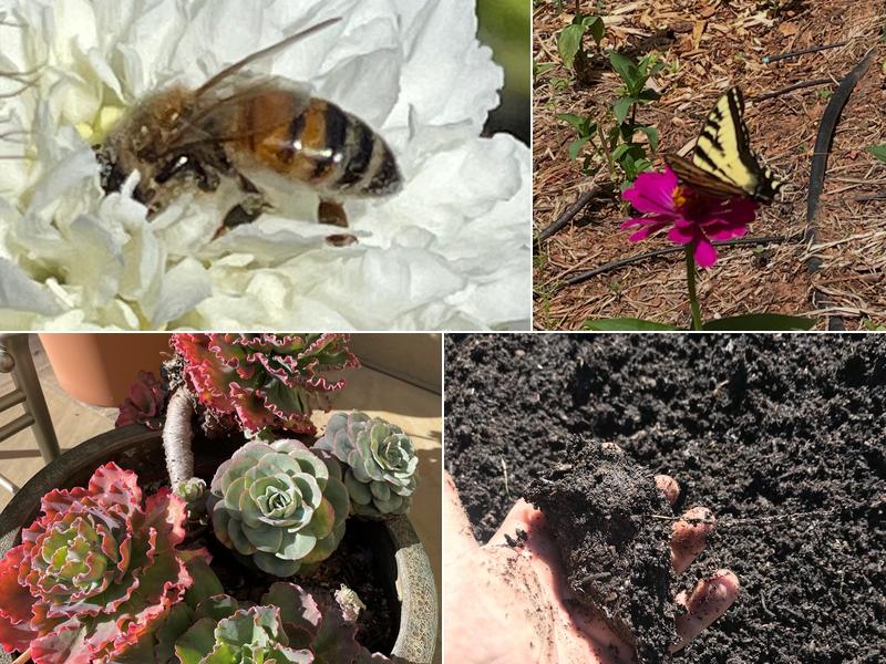 Dave's Organic Gardening