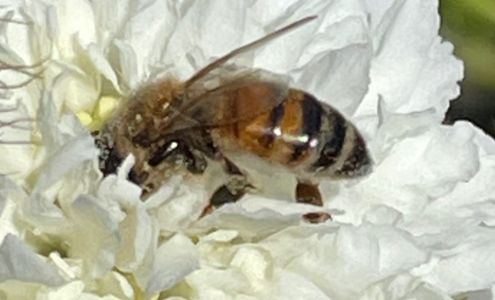 Dave's Organic Gardening