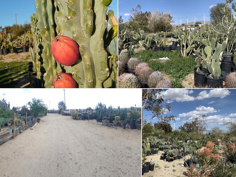 Silver Dollar Cactus Nursery