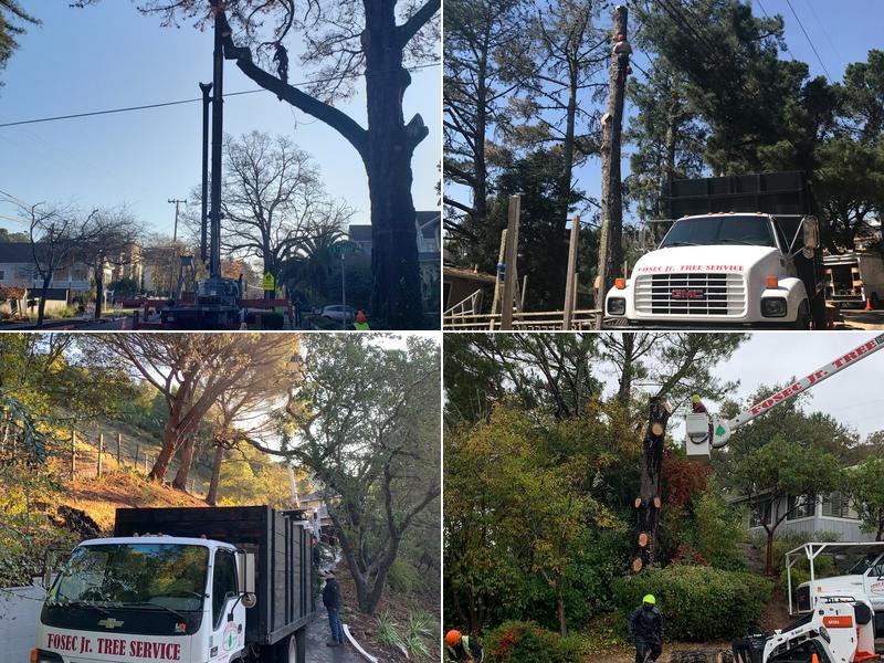 Fosec Jr Tree Service