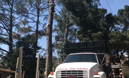 Fosec Jr Tree Service 1214 Grant Ave ste b, Novato California 94945