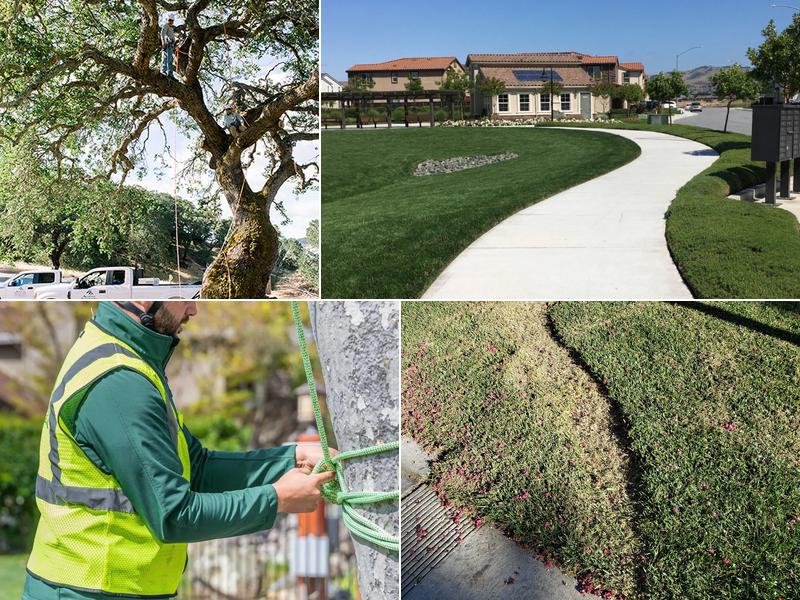 Alpine Landscapes & Tree Services