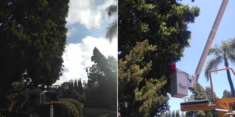 Robert Walton Conslt Arborist