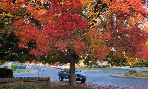 His Tree Service Inc 17701 Bloss Ave, Hilmar California 95324