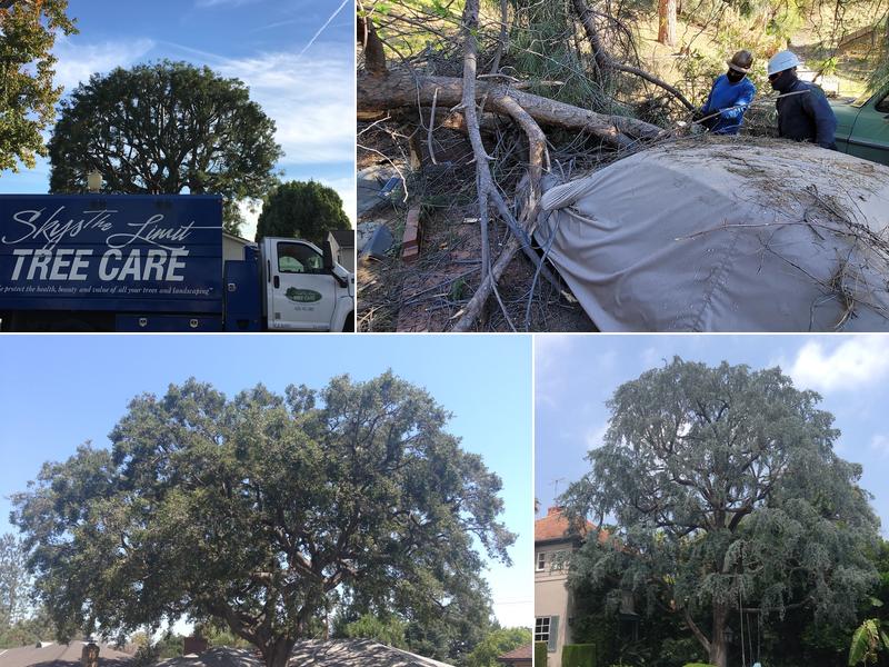 sky's the limit tree care