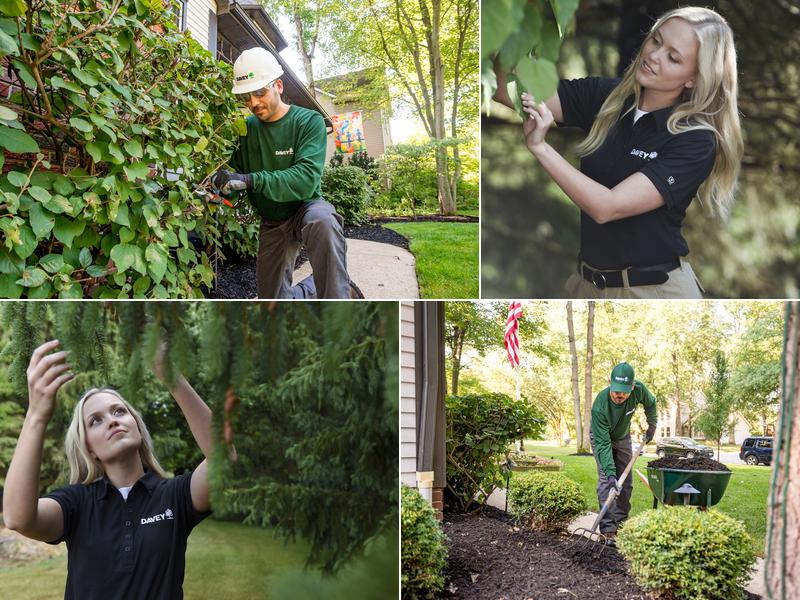The Davey Tree Expert Company