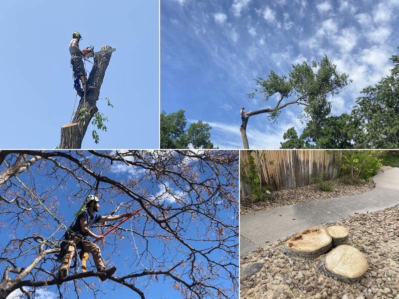 Little Bear Tree Service