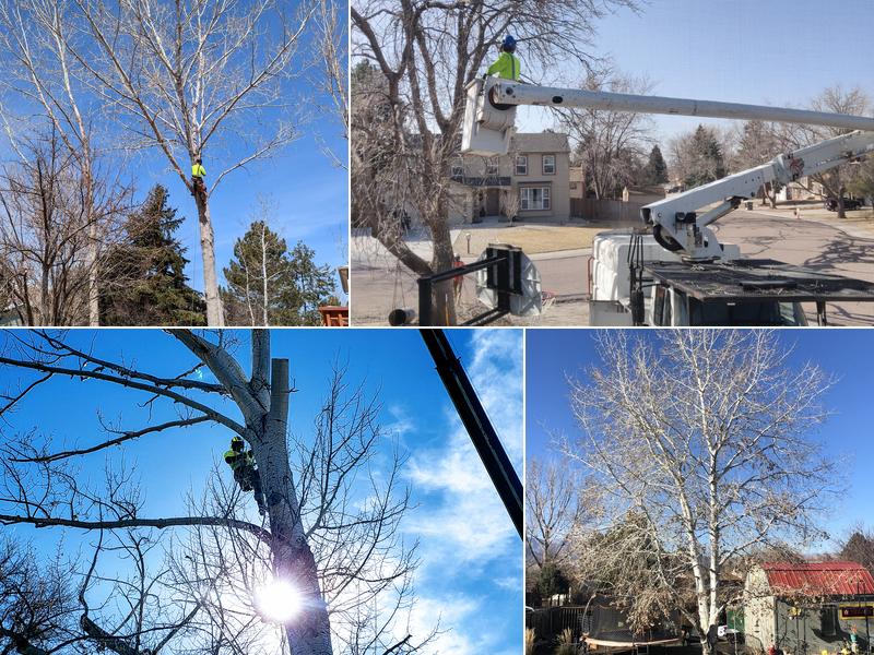 Gilbert's Tree & Landscape, Inc.