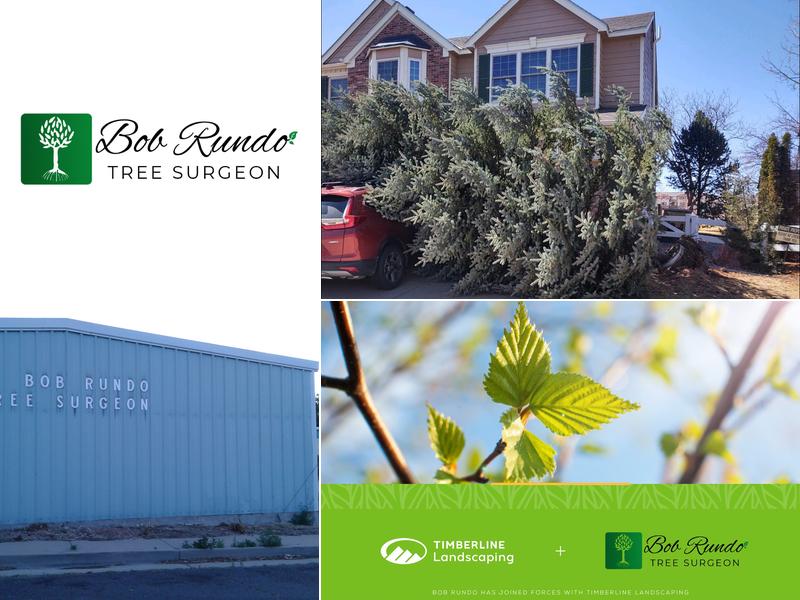 Bob Rundo Tree Surgeon