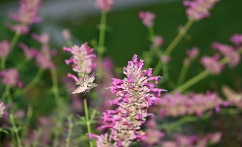 Harmony Gardens - A SiteOne Company