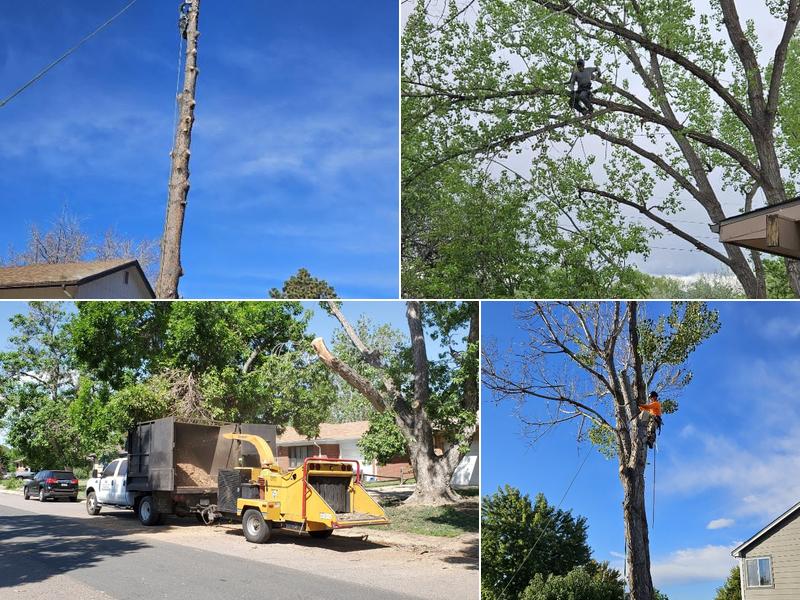 MQ Landscaping & Tree Services