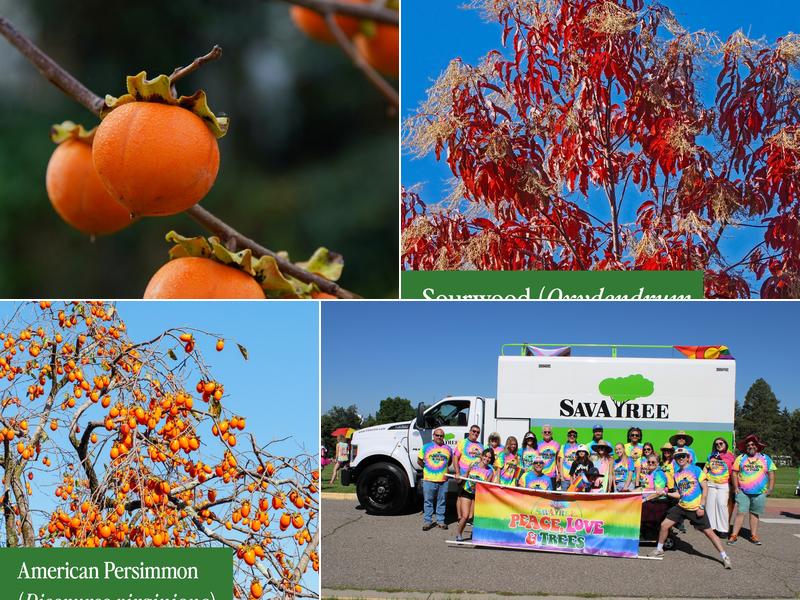 SavATree - Tree Service & Lawn Care