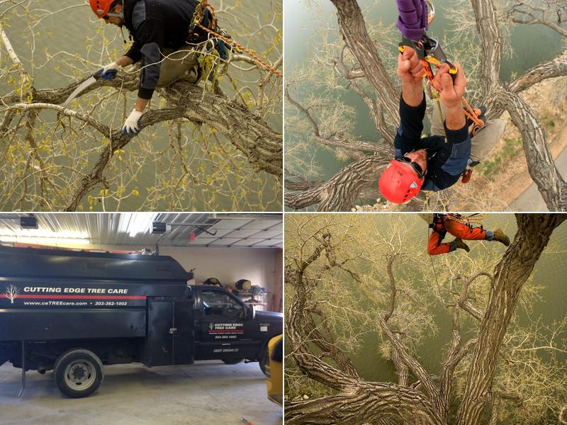 Cutting Edge Tree Care (Lafayette, CO)