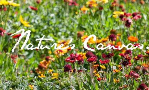 Dwyer Greens & Flowers