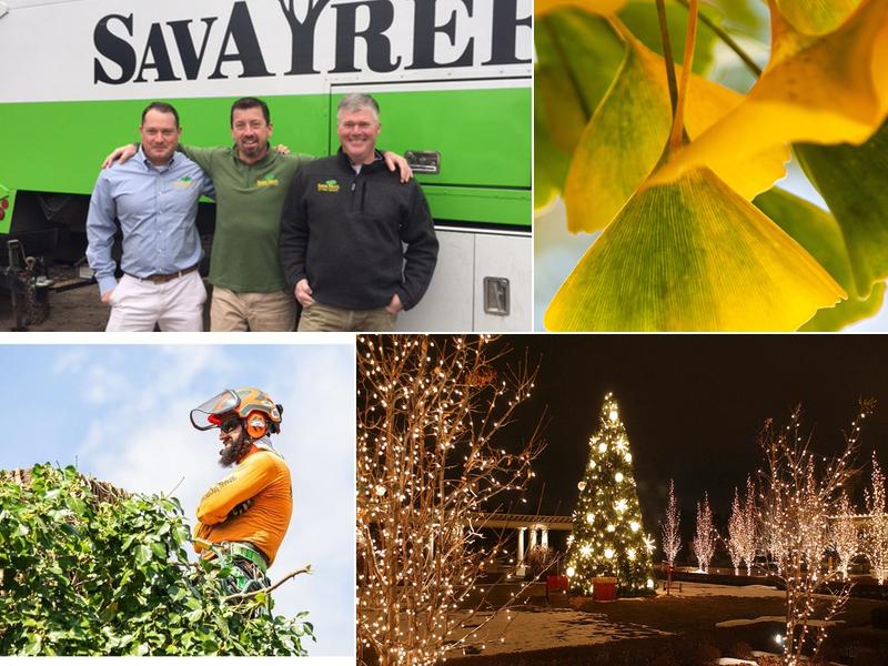 SavATree - Tree Service & Lawn Care