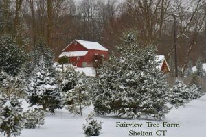 Fairview Tree Farm