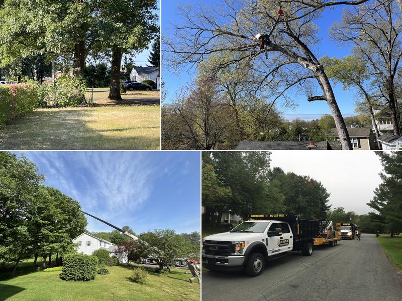 Allied Tree Service Inc