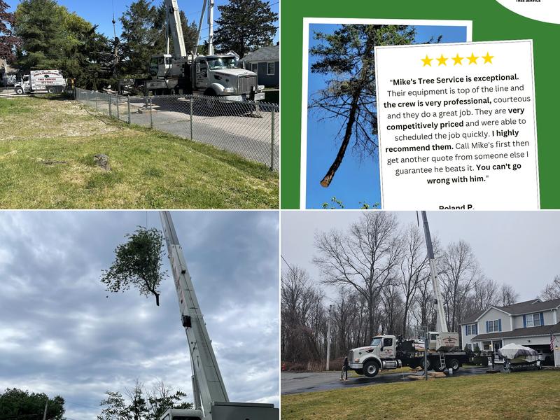 Mike's Professional Tree Services