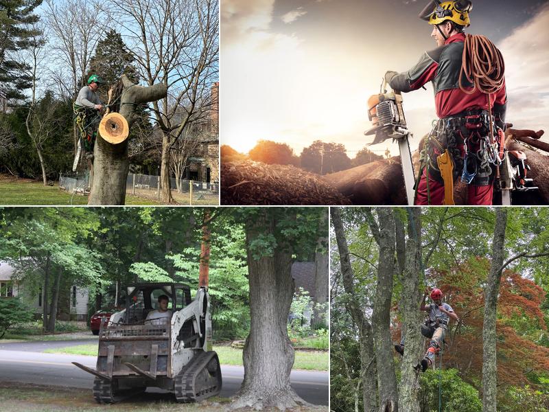 White Oak Tree and Landscape, LLC