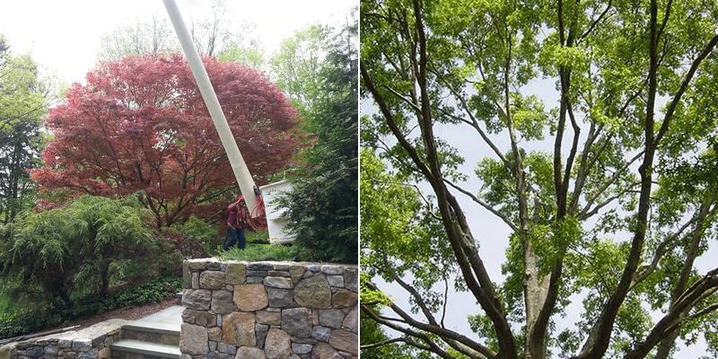 Weston Arborists, Inc.