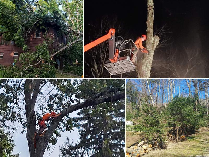 Highland Tree Services JRFV