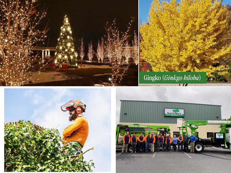 SavATree - Tree Service & Lawn Care