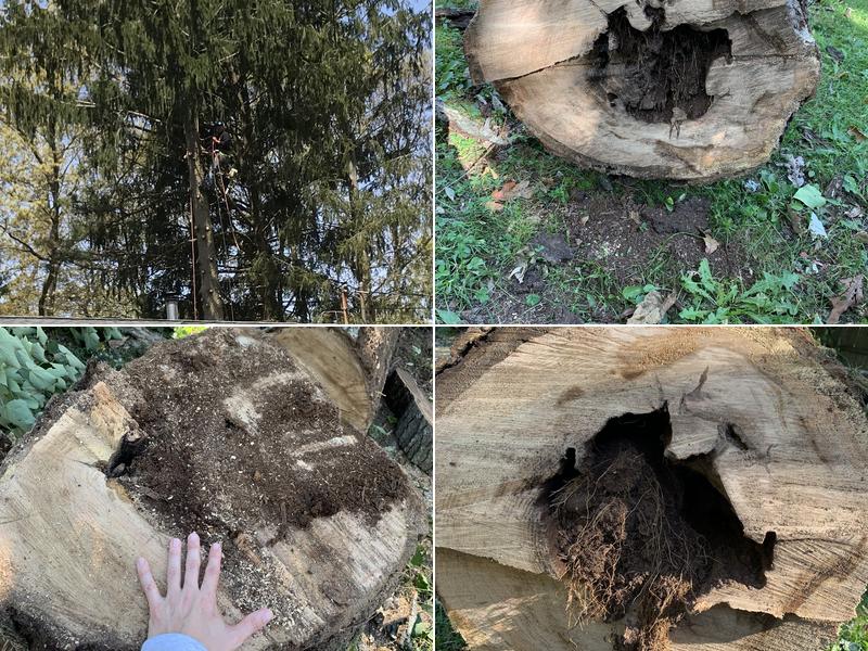 Tree Service Suffolk County | Econo Tree Removal