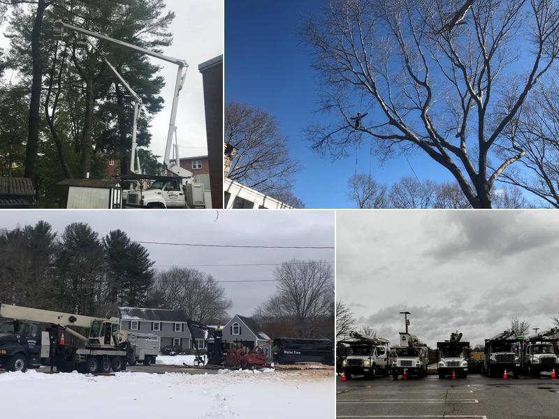 Malec Tree Services