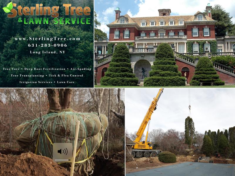 Sterling Tree & Lawn Service