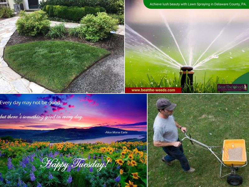Beat The Weeds Organic Based Lawn Fertilizing