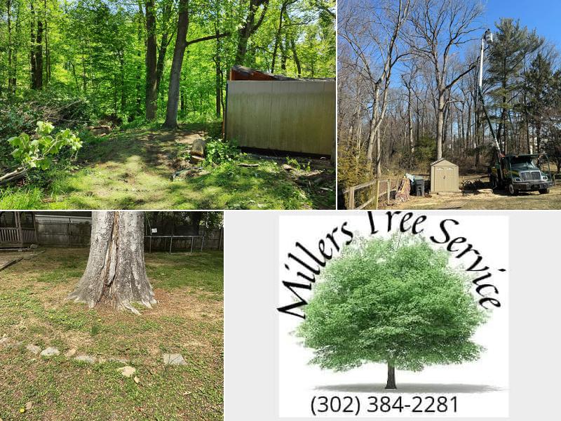 Miller's Tree Service & Firewood Delivery