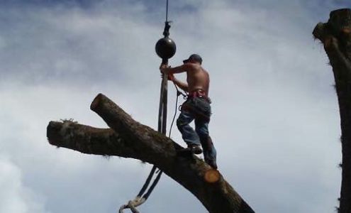 Ronnie Beam?s Tree Service, LLC Citrus Springs