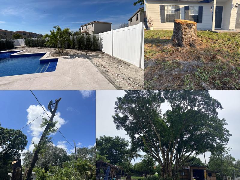 Vicente Tree Services