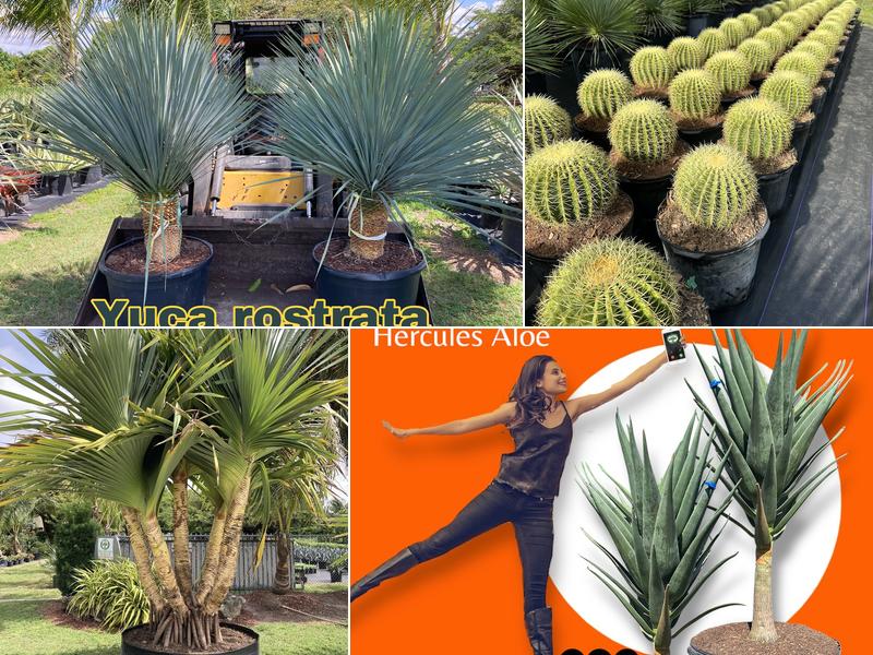 Sunset Gardens Green Nursery