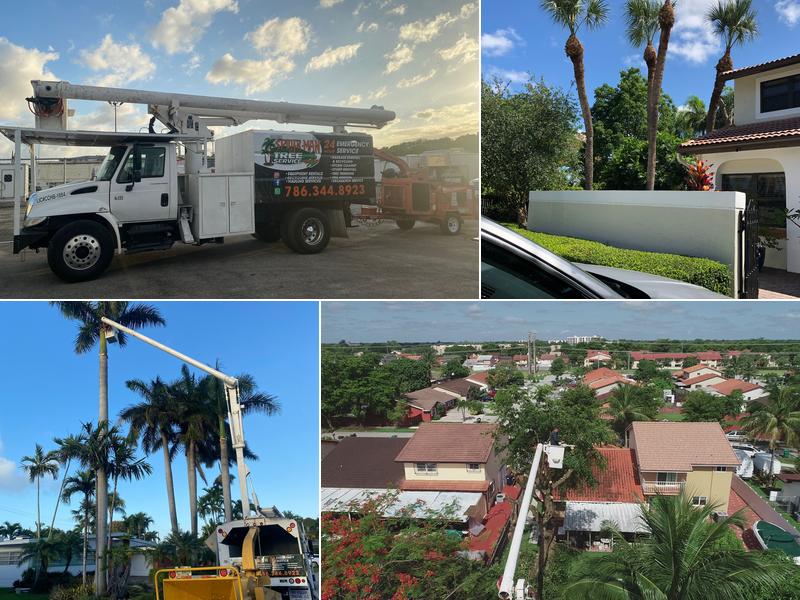 Spider-Man Tree services