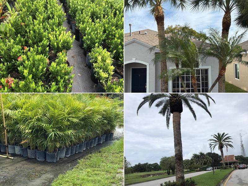 Gonzalas Perez Lawnscapin Info