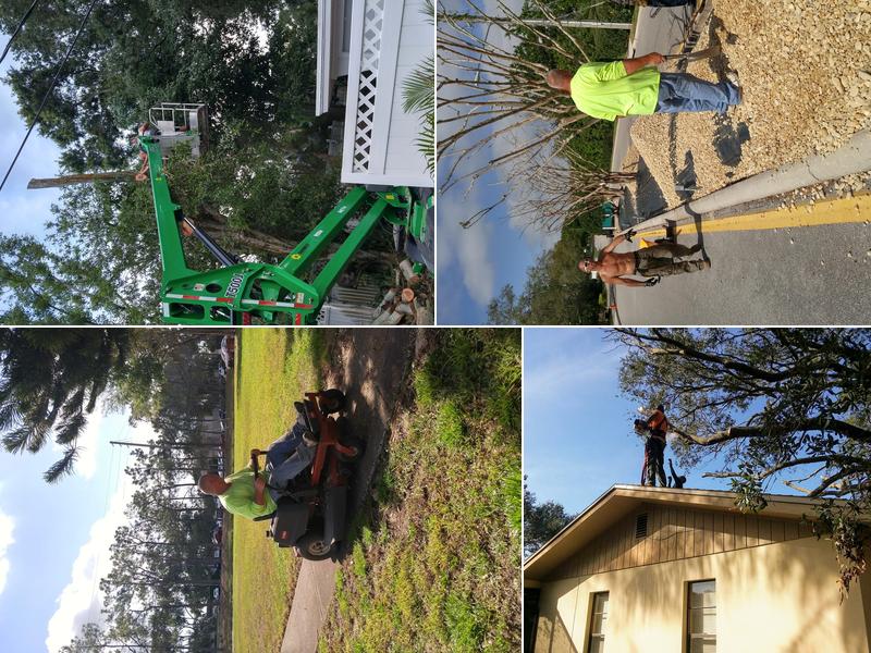 J&B trees and landscaping