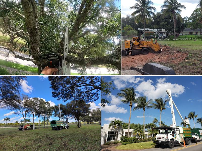 The Tree Dudes - Tree Removals & Tree Services