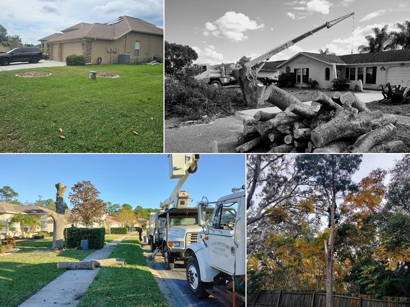 Veteran Tree Service