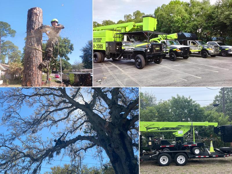 Advanced Arbor Professional Tree Care