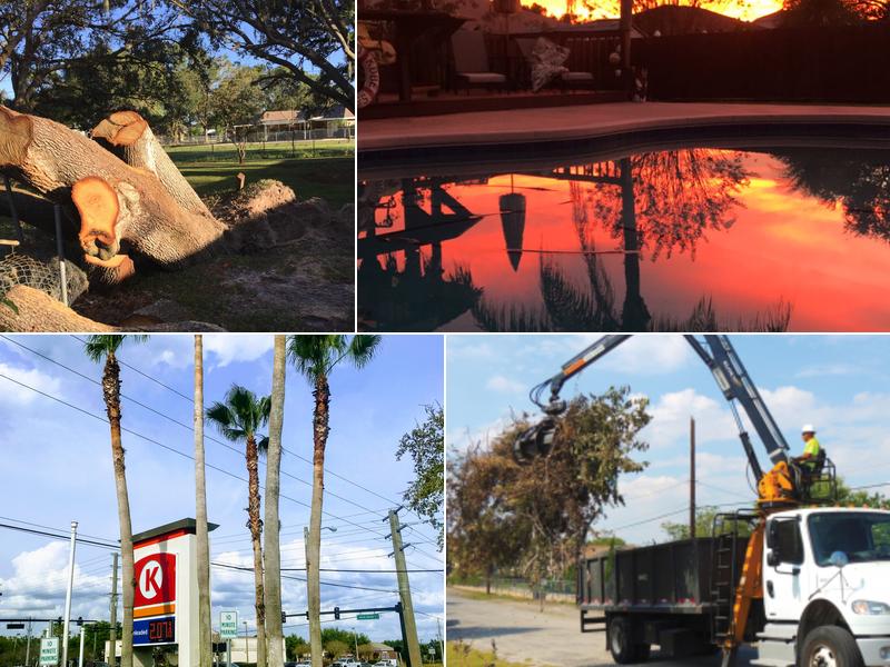 High View Tree Service Inc