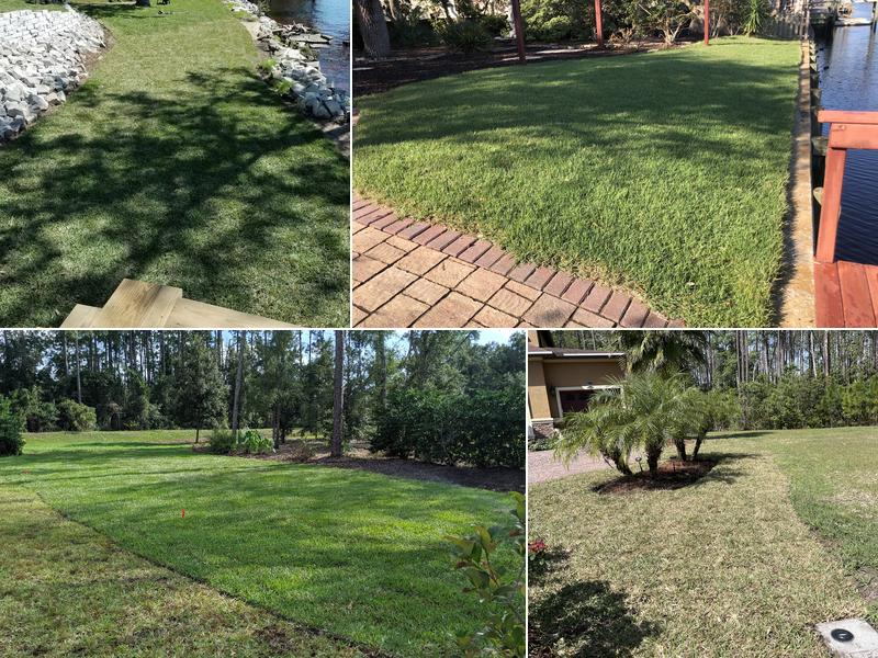 Grassy Gator Outdoor