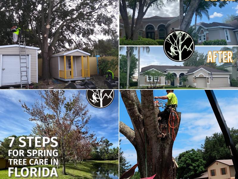 Arborist Action Professional Tree Service