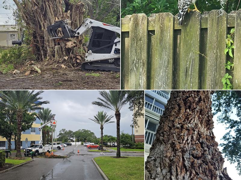 Palm Bay Tree Service Inc